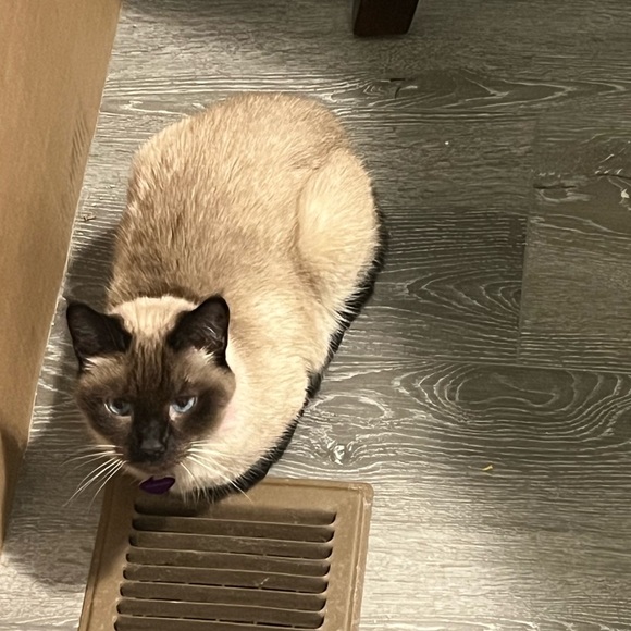 Meet your Posher, Faye - Picture 3 of 3